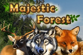 Majestic Forest